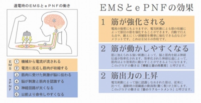 EMSとePNFの効果